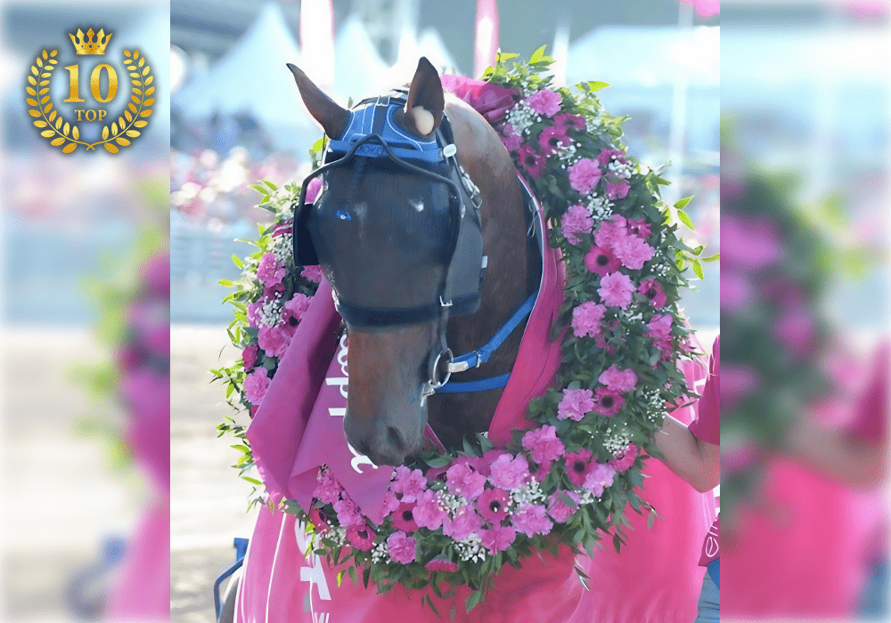 🏅 TIMOKO